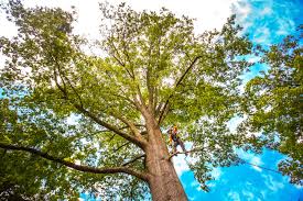 How Our Tree Care Process Works  in  Pine Bush, NY